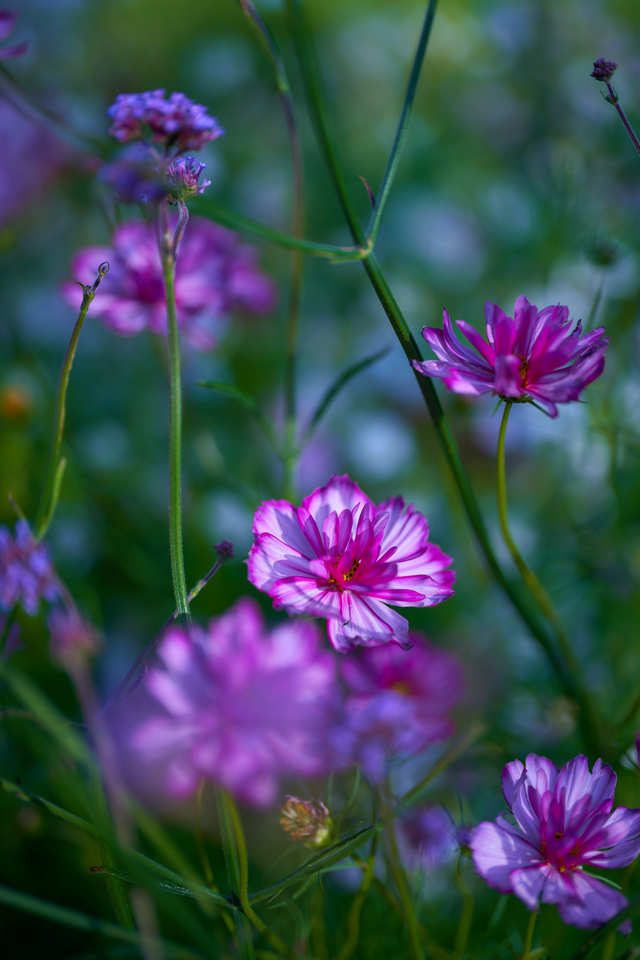 Sony 50mm f1.2_9w.jpg