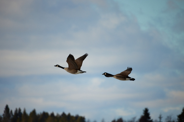 Canon RF 800 f11_16w.jpg