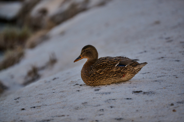 Nikon Z 100_400mm_18w.jpg