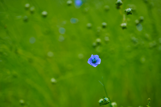 Nikon Z 50mm macro_17w.jpg