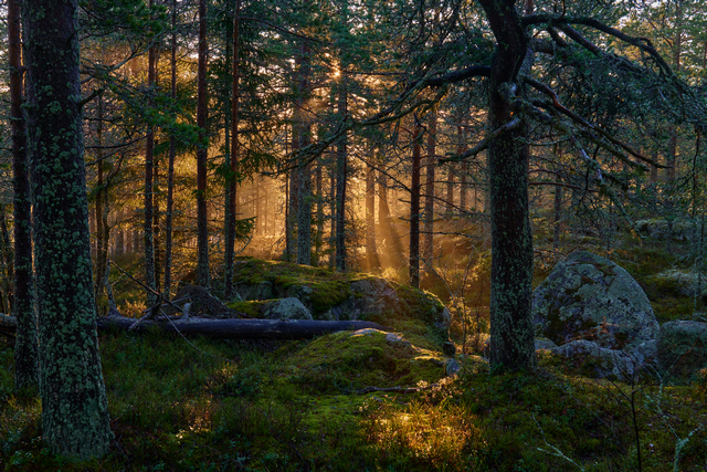 Panasonic S 50mm f1.4_20w.jpg