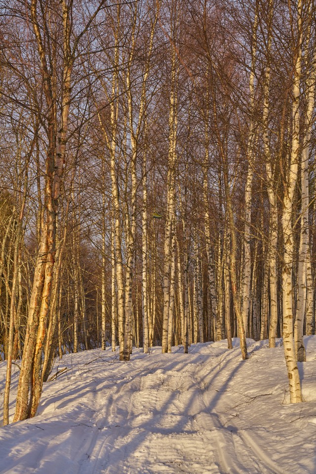 Sigma 50mm f1.4 DN_25w.jpg