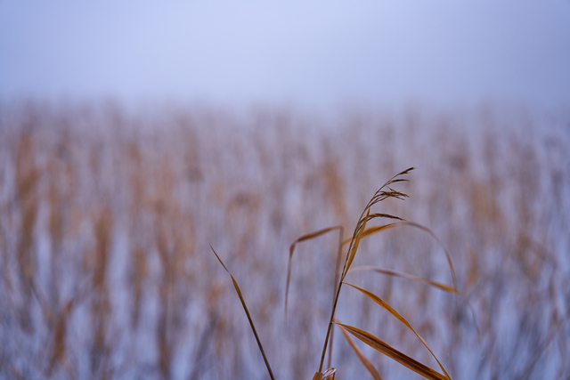 Tamron 28-75mm G2 So_24w.jpg