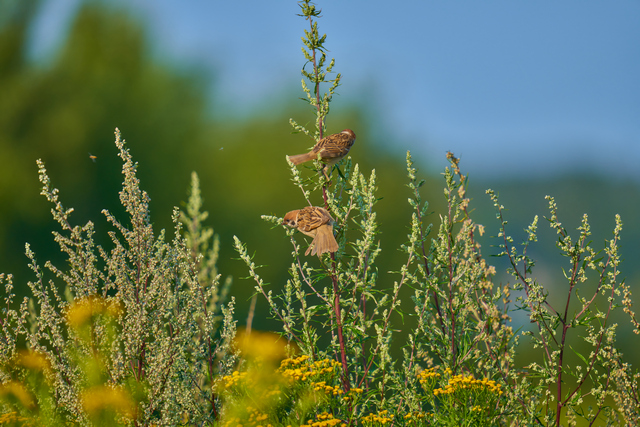 Sigma 150-600 DN_5w.jpg