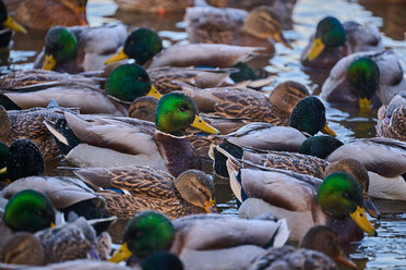 Nikon Z 100_400mm_20_blogg.jpg