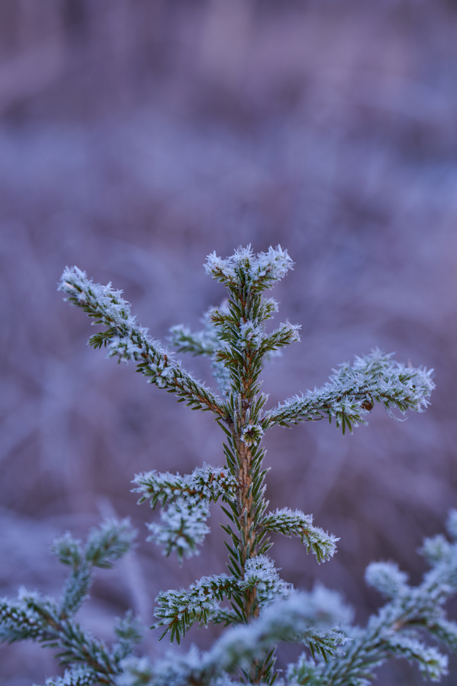 Sony FE 70-200 f2,8 II_34w.jpg