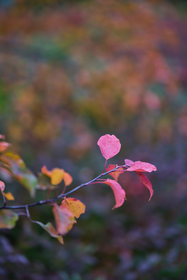 Fujfilm X-H2_15w.jpg