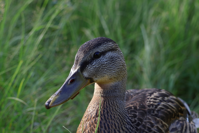 Canon RF 18-150mm_13w.jpg