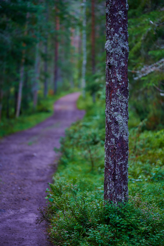 Nikon Z 105 f2.8_12w.jpg