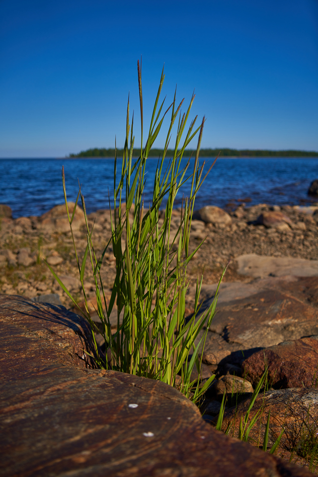 Tamron 28-200 sony_10w.jpg