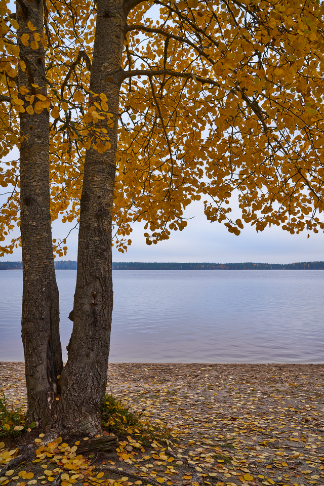 Laowa 35mm f0.95_10w.jpg