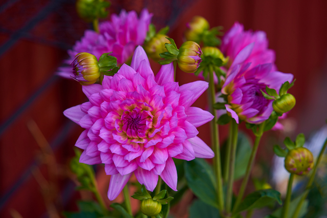 Tamron 28-200 sony_8w.jpg