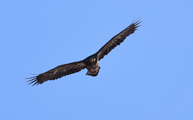 Eagle3w.jpg