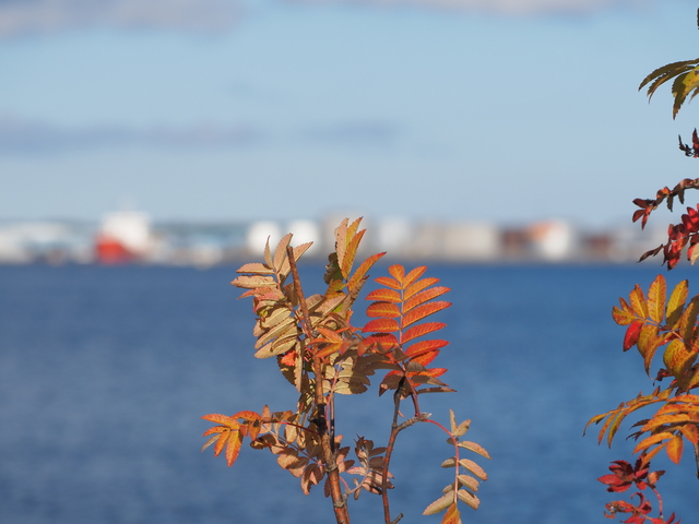 Olympus 100-400_11w.jpg