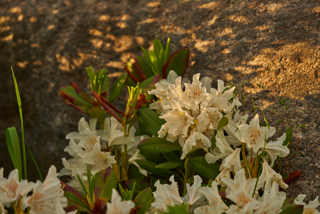 Tamron 28-200 sony_2w.jpg