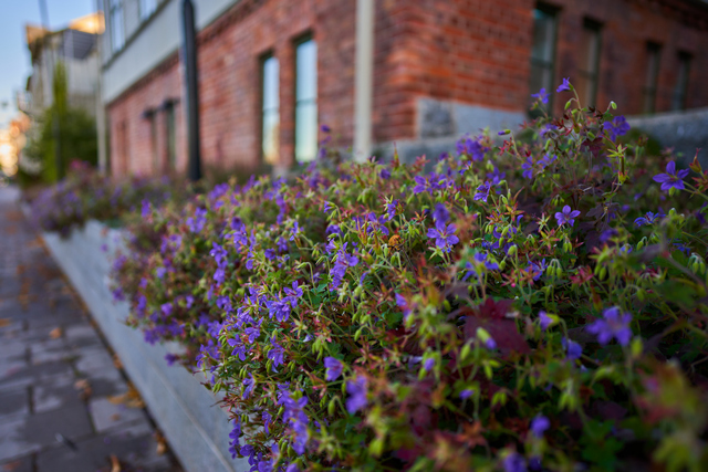 Sigma 24mm f2 DN_16w.jpg