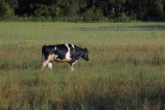 Canon RF 100-500_11w.jpg