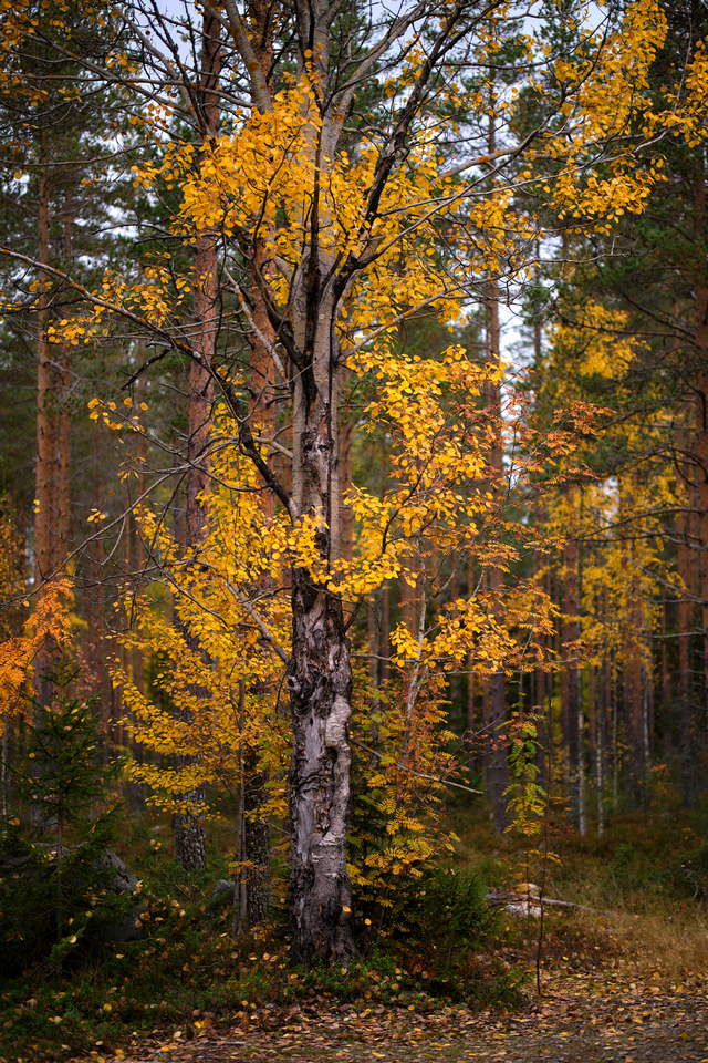 Fujifilm XF 56mm f1.2 WR_14w.jpg