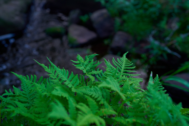 Sony 50mm f1.2_21w.jpg