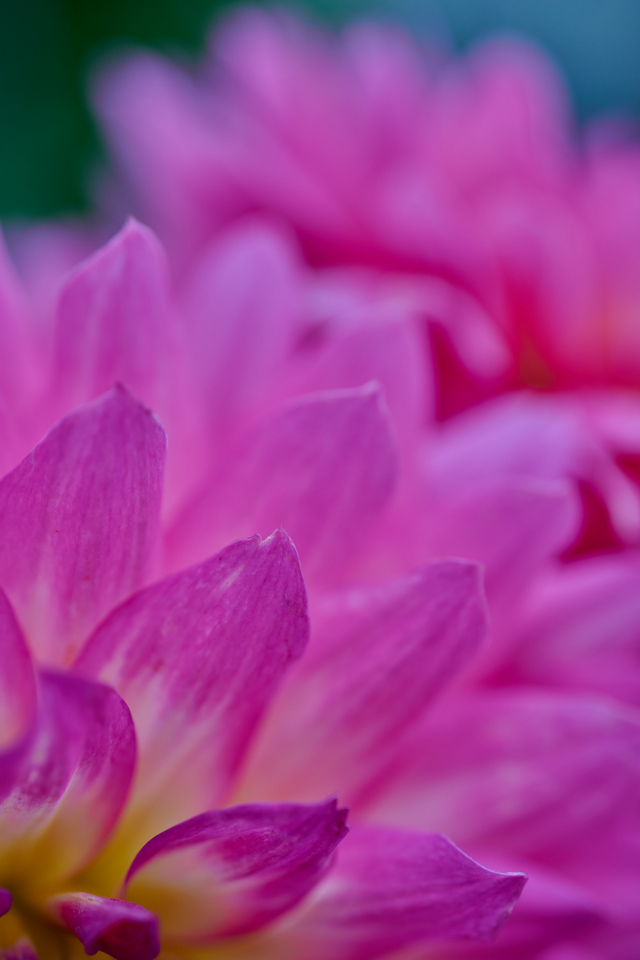 Nikon Z 50mm macro_9w.jpg