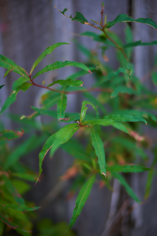 Laowa 33mm Argus_20w.jpg