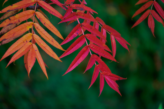 Tamron 18-300 Sony E_29w.jpg