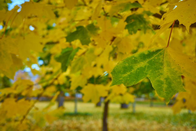 Ricoh GR IIIx_3w.jpg