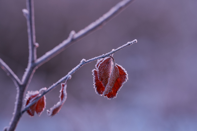 Sony FE 70-200 f2,8 II_33w.jpg