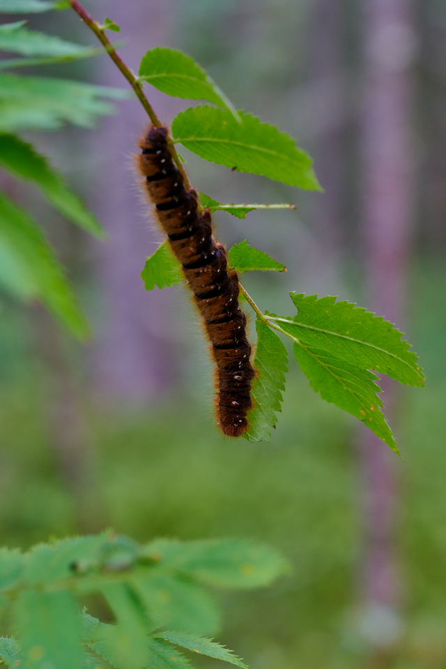 Nikon Z 105 f2.8_14w.jpg