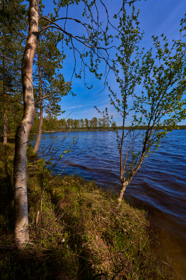 Sony 14mm f1.8_19w.jpg