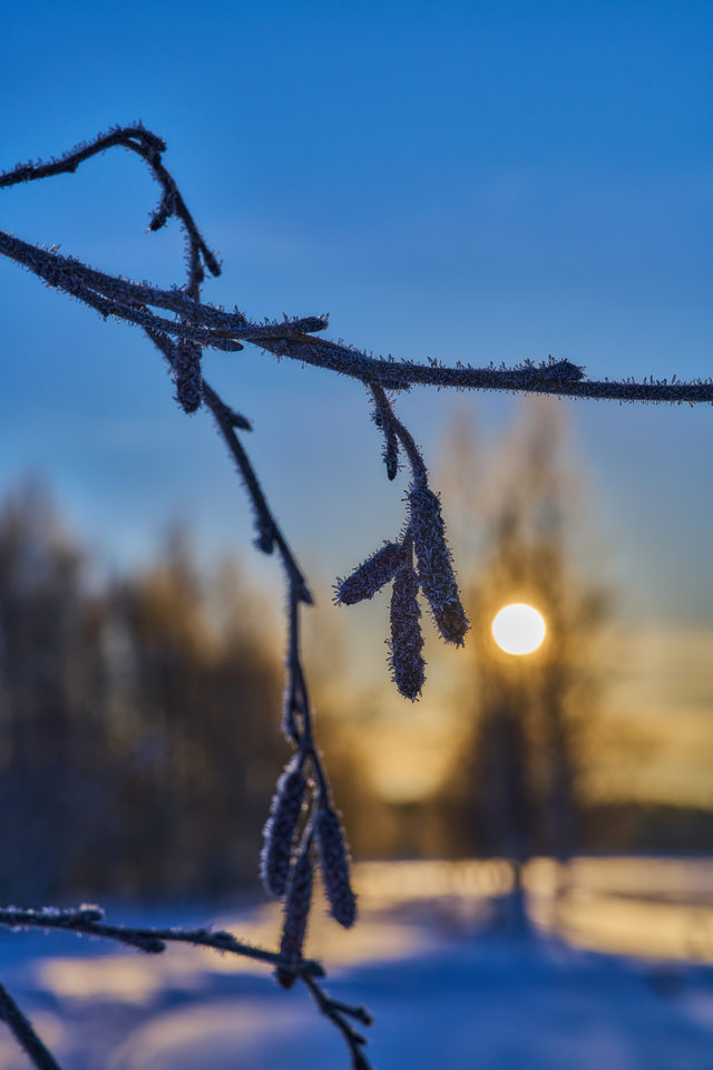 Sony FE 20-70mm f4_32w.jpg