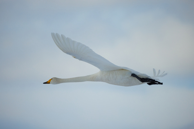 Canon RF 800 f11_20w.jpg