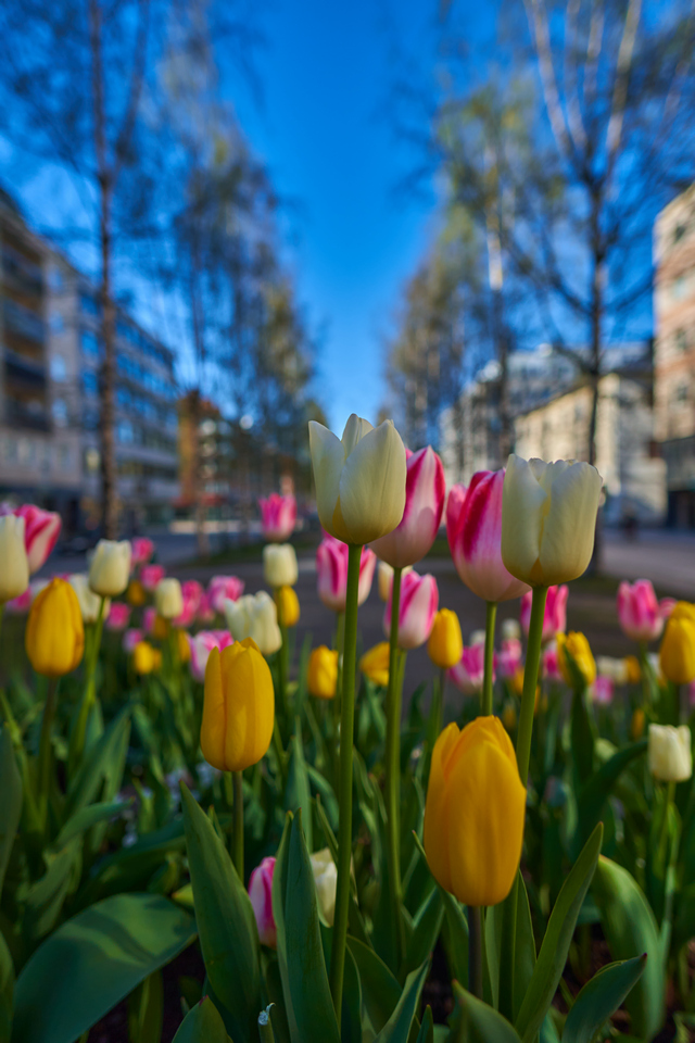 Samyang 12mm f2_3w.jpg