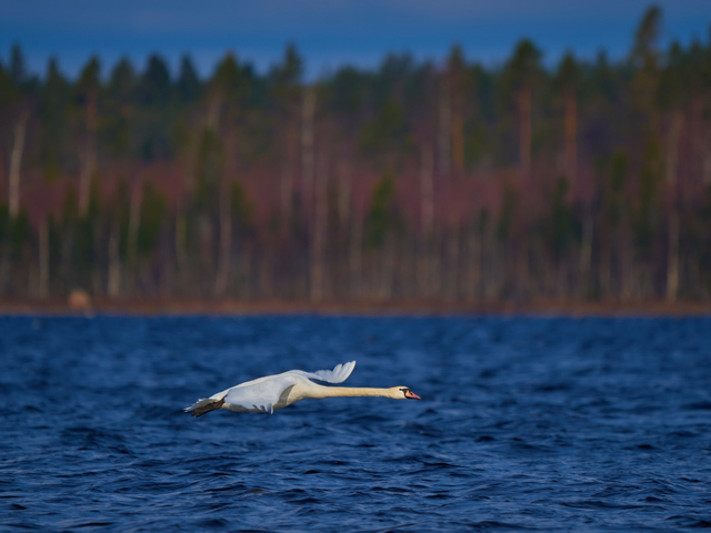 Olympus 150-400mm_12w.jpg