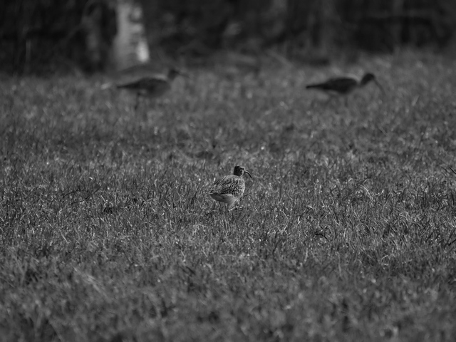 Olympus 150-400mm_28w.jpg