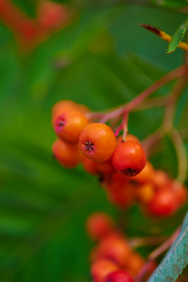 Nikon Z 50mm macro_10w.jpg