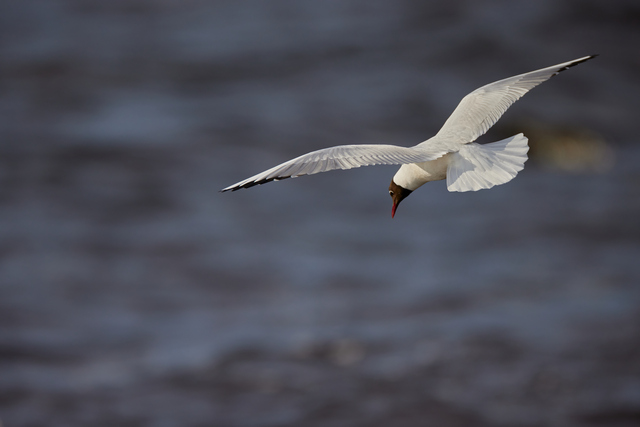 Canon RF 800mm f5.6_21w.jpg