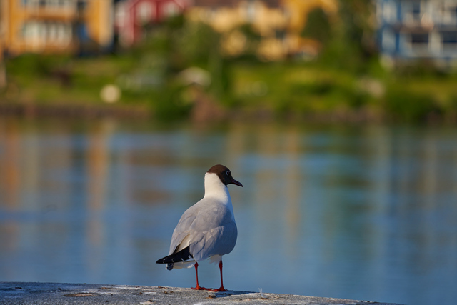 Tamron 28-200 sony_18w.jpg