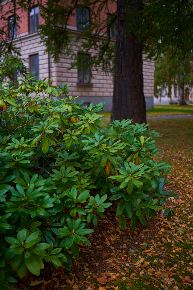 Samyang 35mm f1.8_19w.jpg