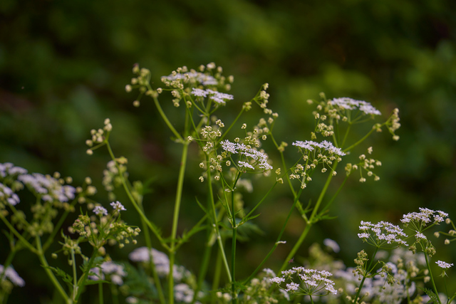 Tamron 28-200 sony_5w.jpg