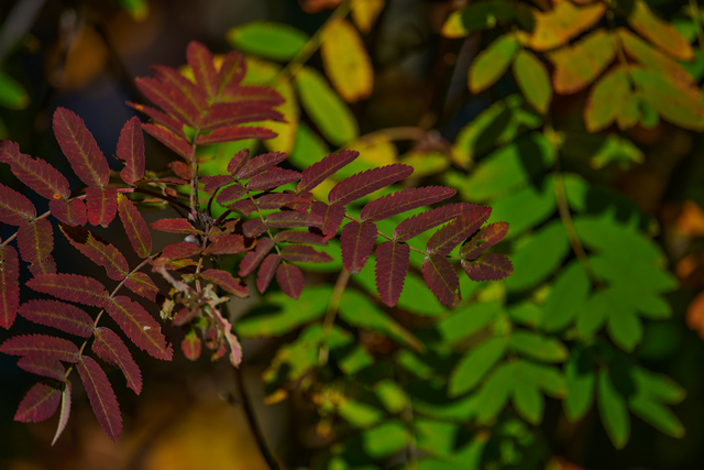 Nikon Z 400mm f4.5_19w.jpg