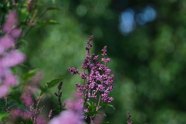 Fujifilm XF 150-600_testbilder_blogg1.jpg