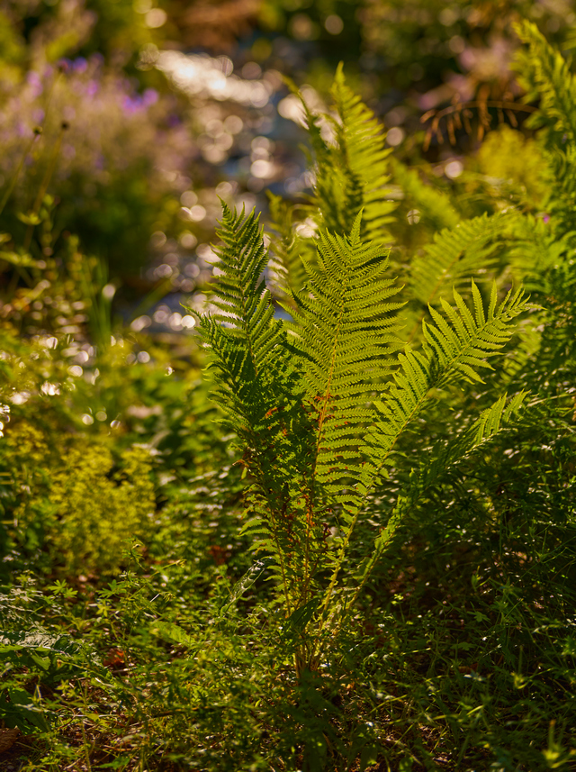 Sony 50mm f1.2_6w.jpg