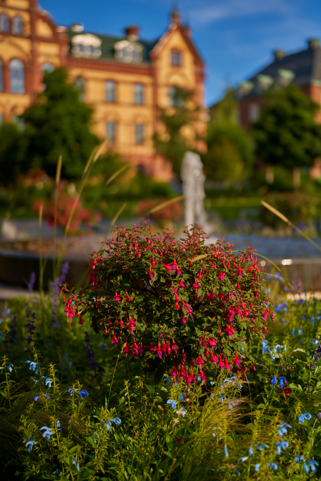 Sony 50mm f1.2_11w.jpg