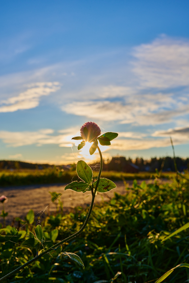 Nikon Z 40mm f2_11w.jpg