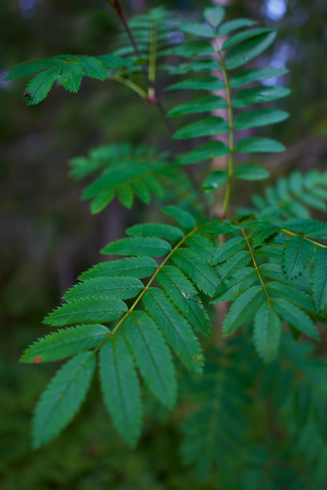 Sony 15mm f1.4_21w.jpg