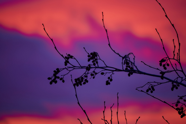 nikon z50 250 dx_10w.jpg