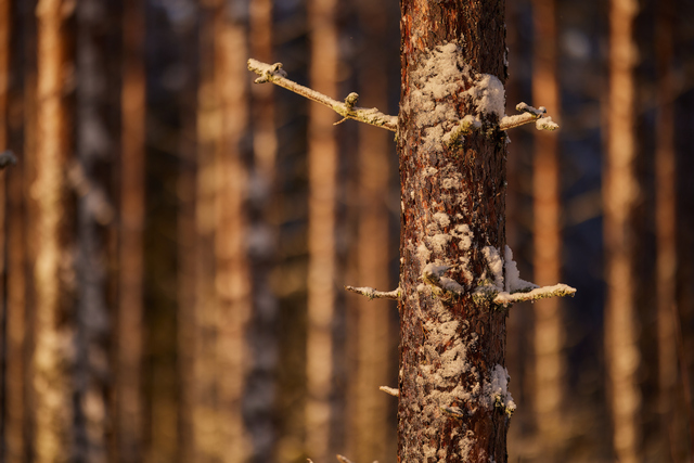 Canon RF 135 f1.8_27w.jpg