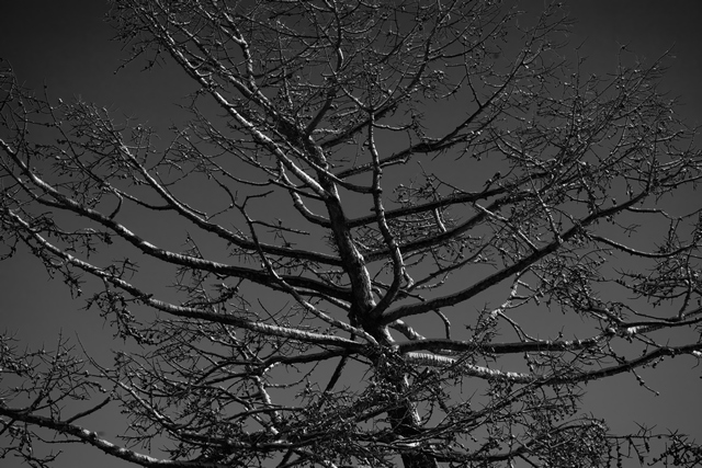 Sigma 60-600mm DN_15w.jpg