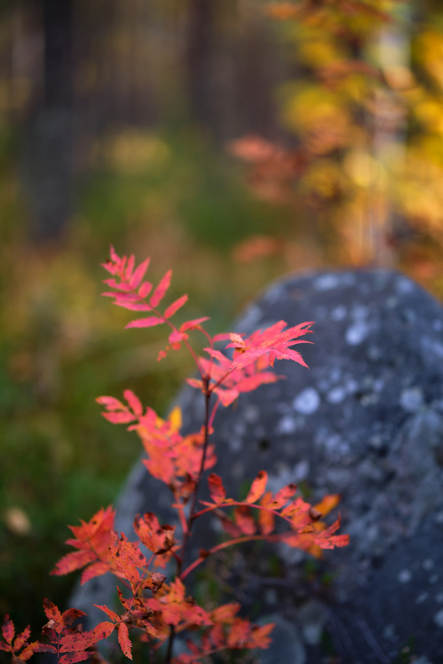 Fujifilm XF 56mm f1.2 WR_22w.jpg